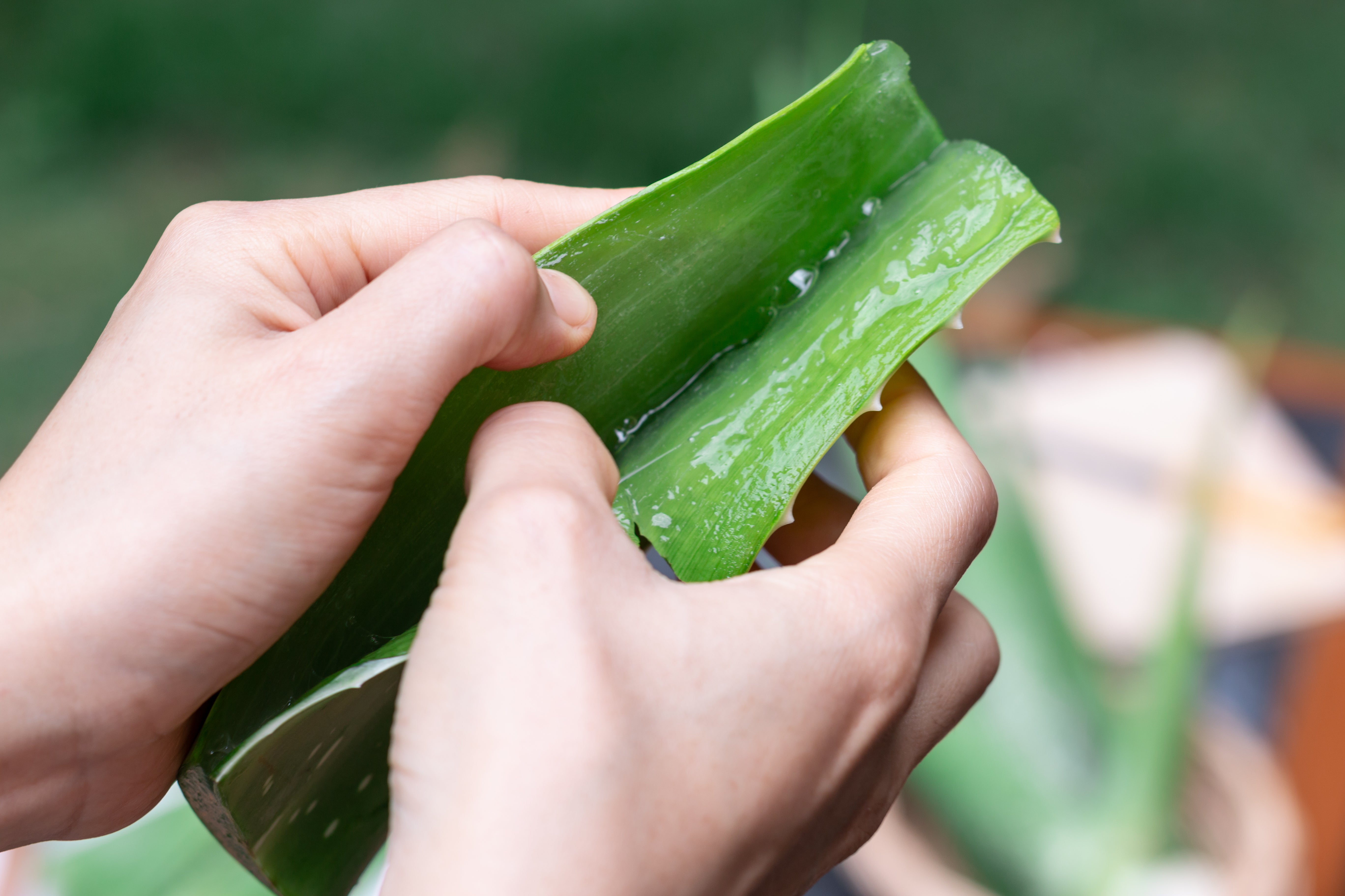 Ingredient Spotlight: The Benefits of Aloe Vera For Your Skin