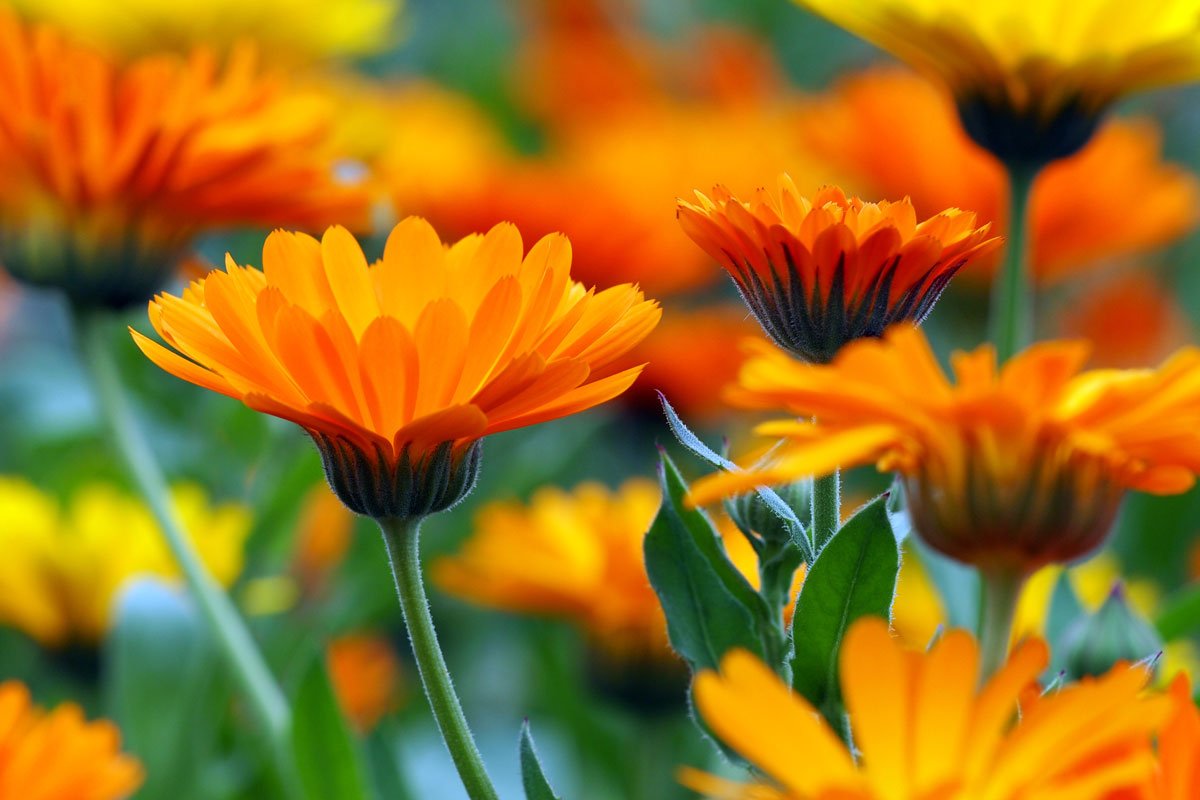 Ingredient Spotlight: How is Calendula used in Skincare?