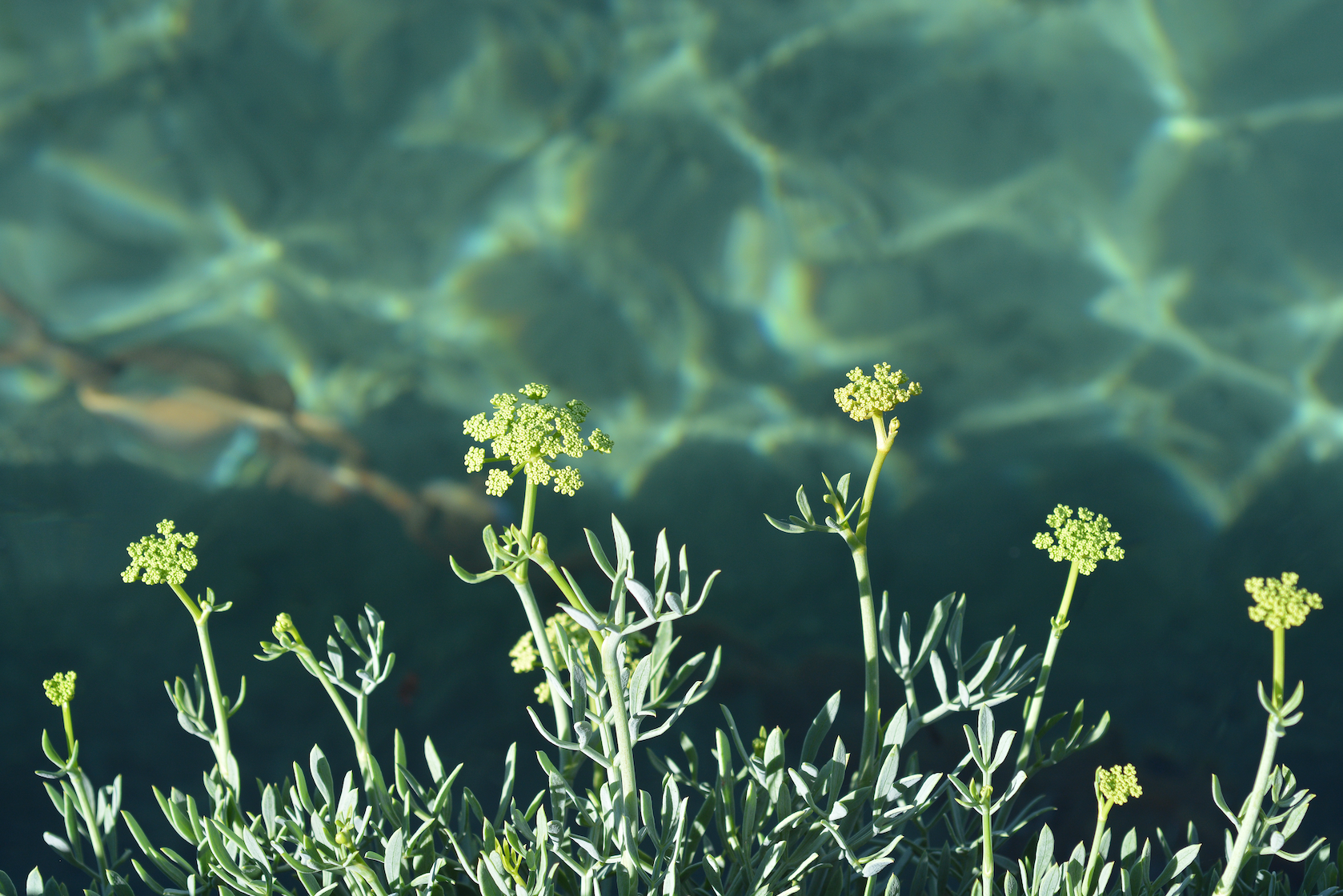 How Sea Fennel Is Actually A Great Retinol Alternative