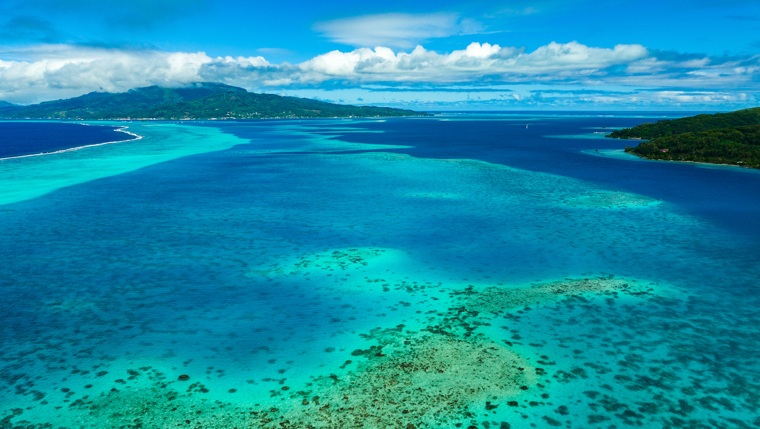 Understanding Alteromonas Ferment Extract