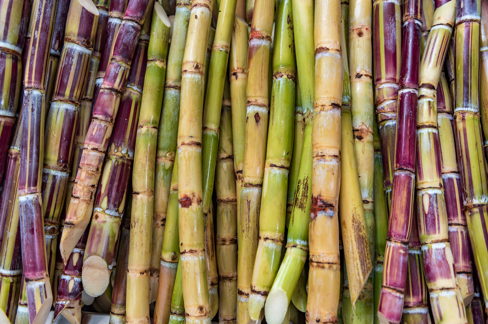 Where Does Squalane Come From? || what does squalane do for your skin, what is squalane made of